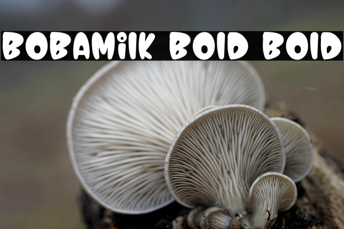 Bobamilk Bold Bold Example 1