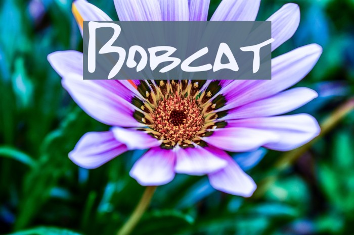Bobcat Font examples