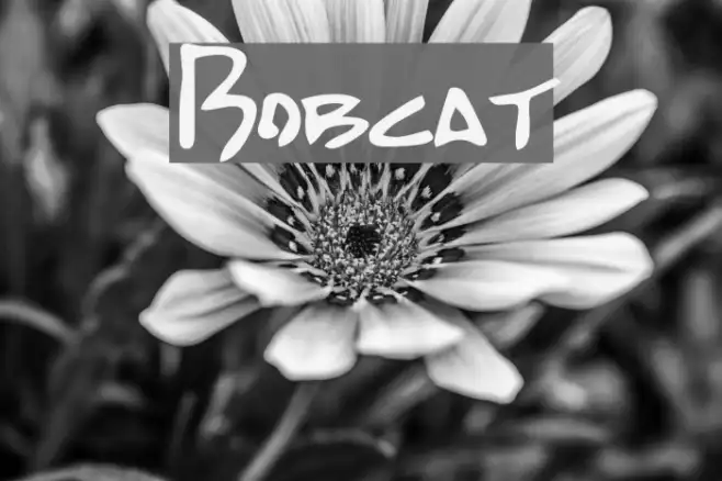 Bobcat Example 1