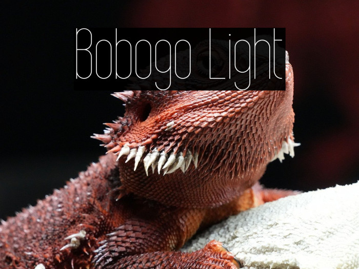 Bobogo Light Example 1