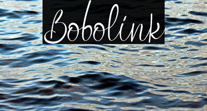 Bobolink Example 3