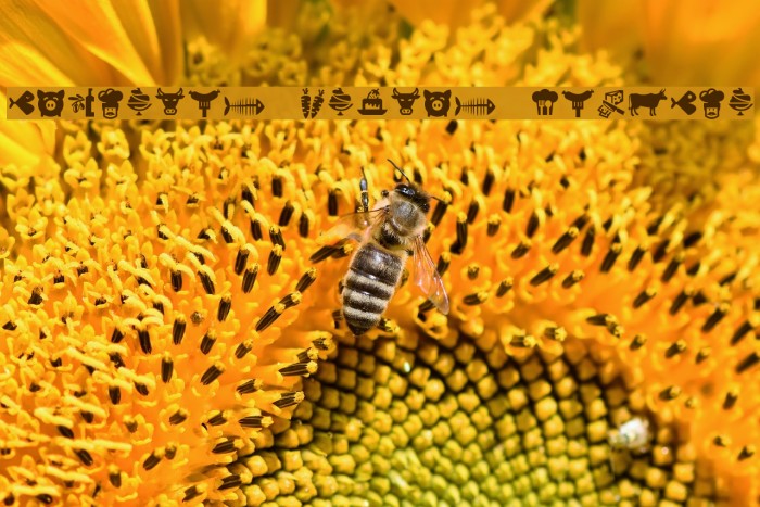 Bocartes fritos Regular Example 3