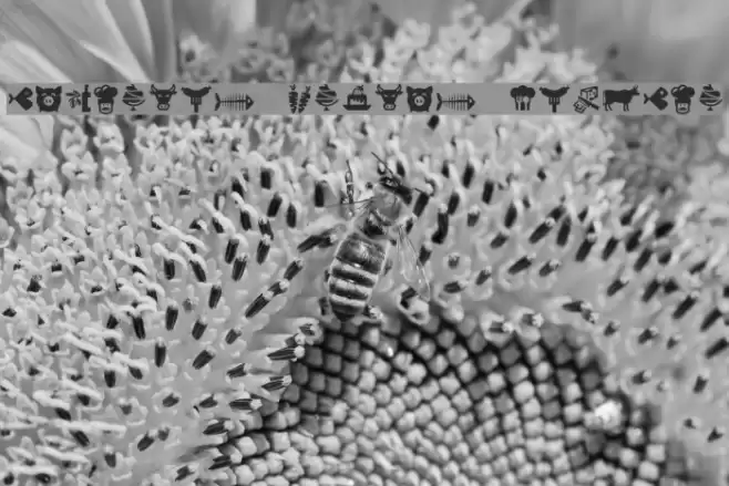 Bocartes fritos Regular Font examples