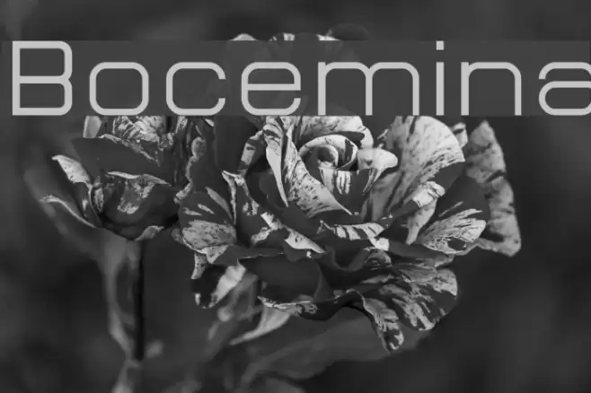 Bocemina Font examples
