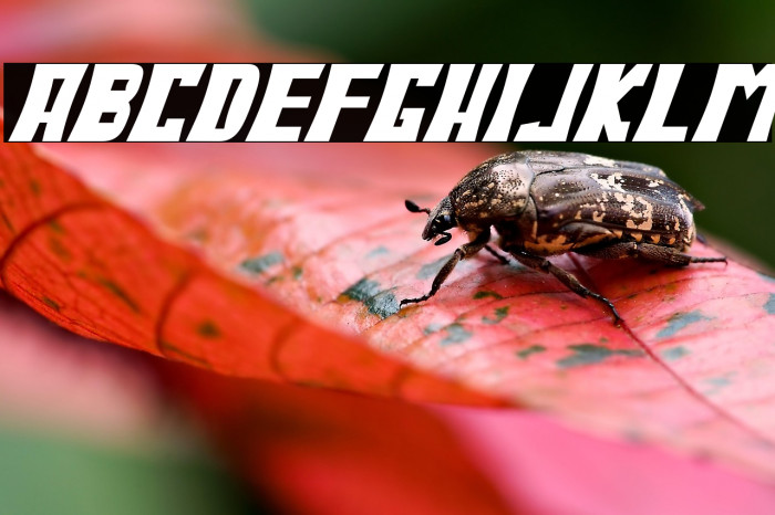 BodaxBoldOblique Example 3