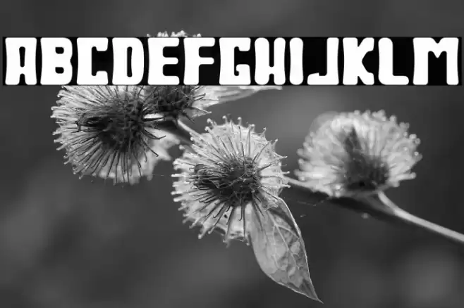 BodaxBold Font examples