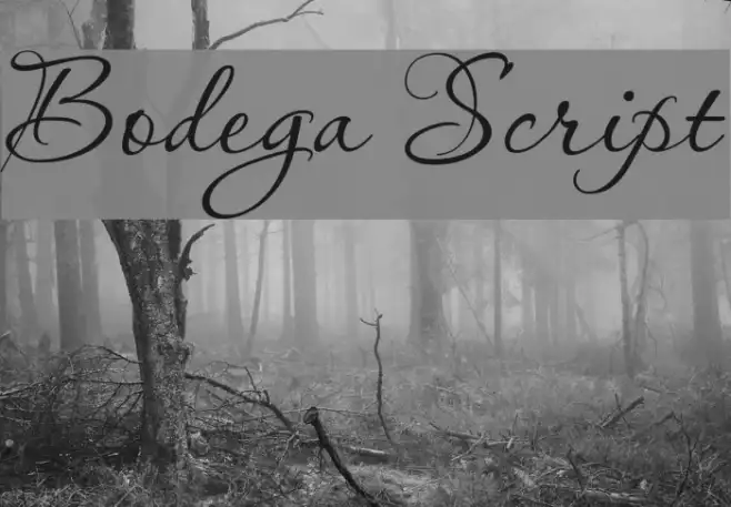 Bodega Script Example 1