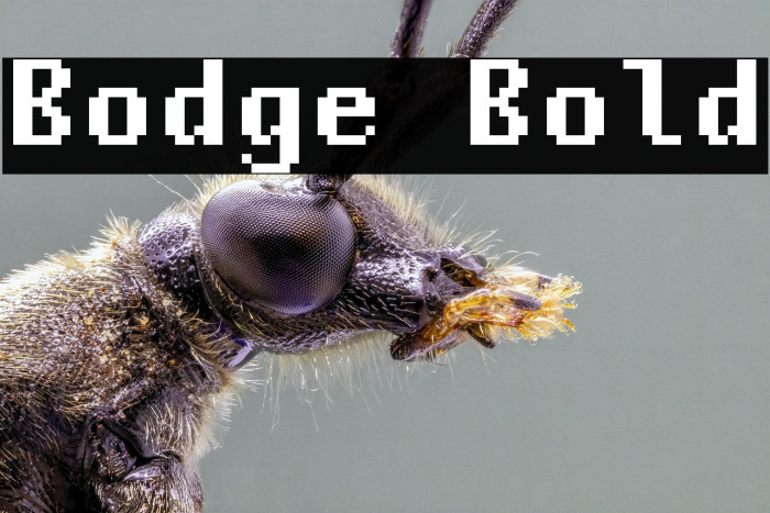 Bodge Bold Example 3