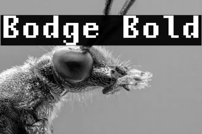 Bodge Bold Example 3