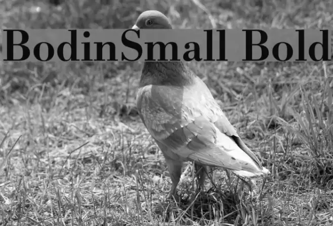BodinSmall Bold Fonte examples