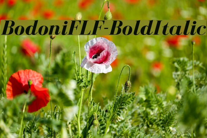 BodoniFLF-BoldItalic Font examples