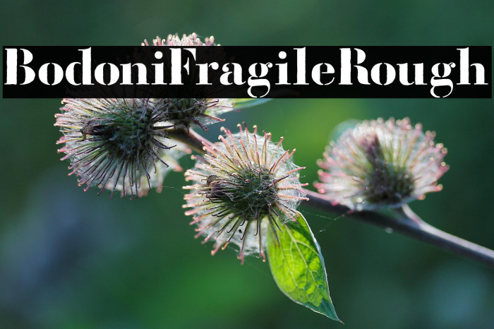 BodoniFragileRough Example 2