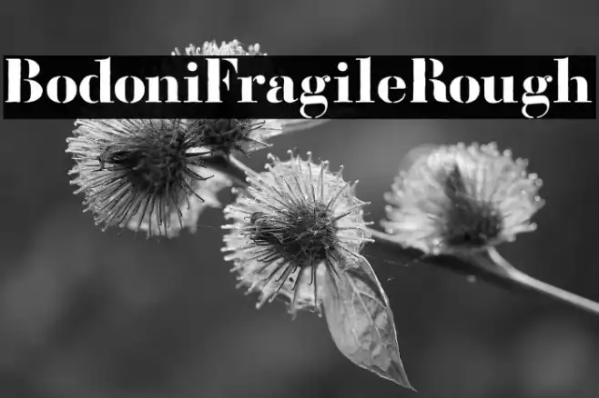 BodoniFragileRough Example 2