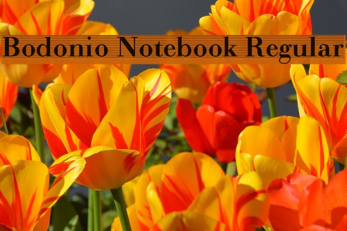 Bodonio Notebook Regular Font examples
