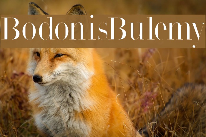 BodonisBulemy Font examples