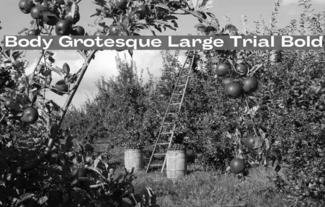 Body Grotesque Large Trial Bold Example 2