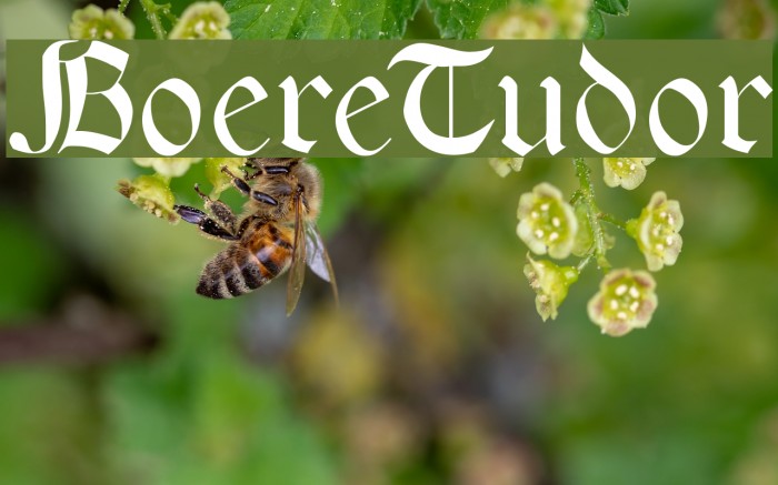BoereTudor Font examples