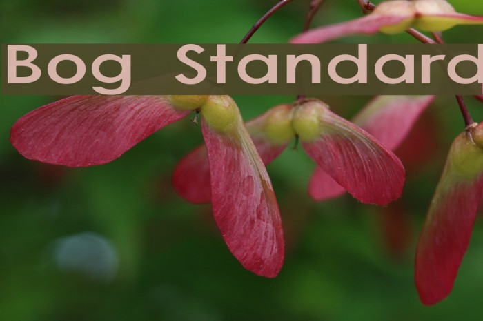 Bog Standard Caratteri examples