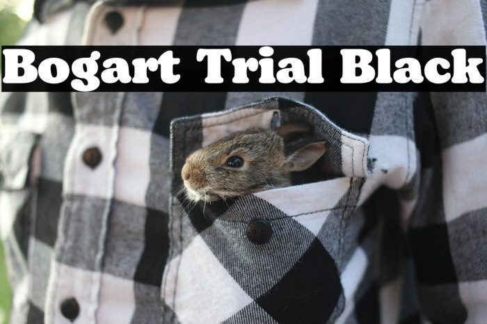 Bogart Trial Black Example 1