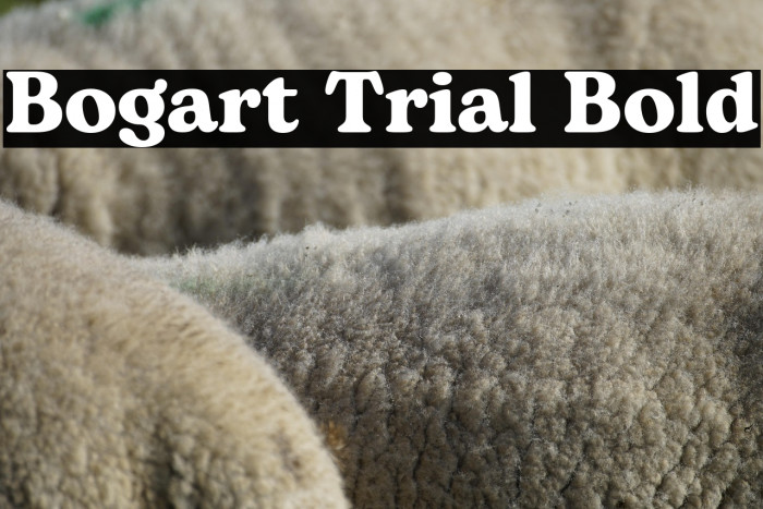 Bogart Trial Bold Example 1