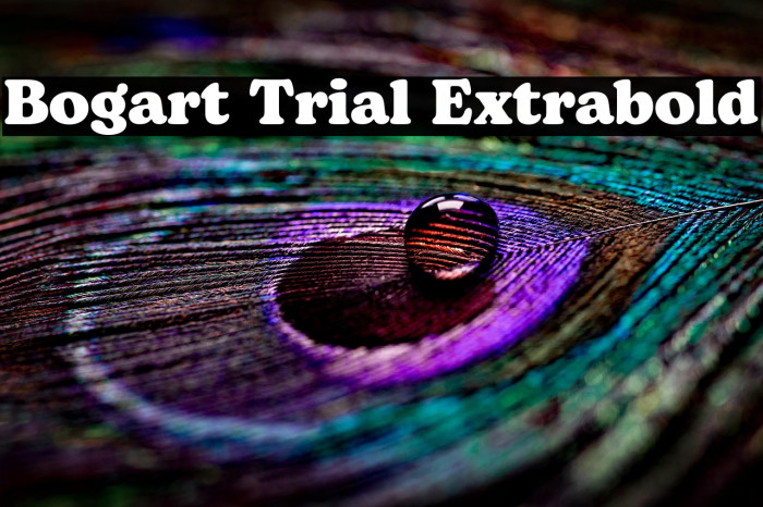 Bogart Trial Extrabold Example 3