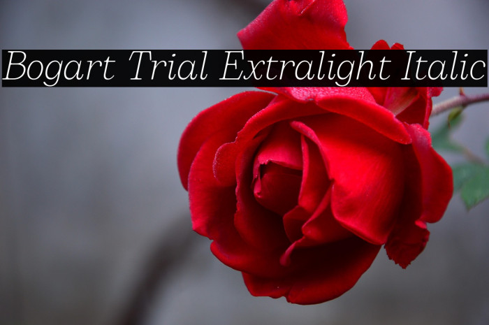 Bogart Trial Extralight Italic Example 2