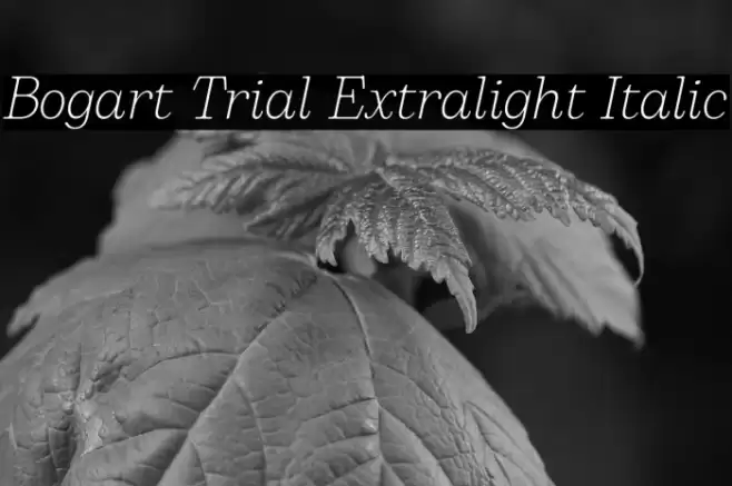 Bogart Trial Extralight Italic Font examples