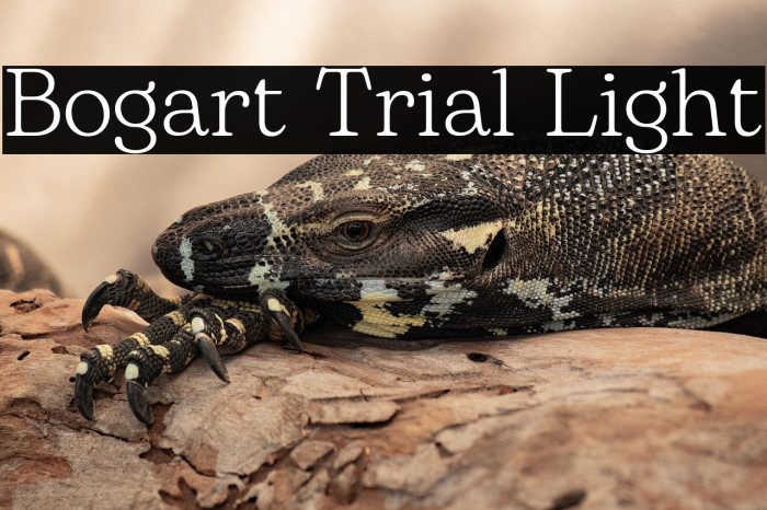Bogart Trial Light Example 3