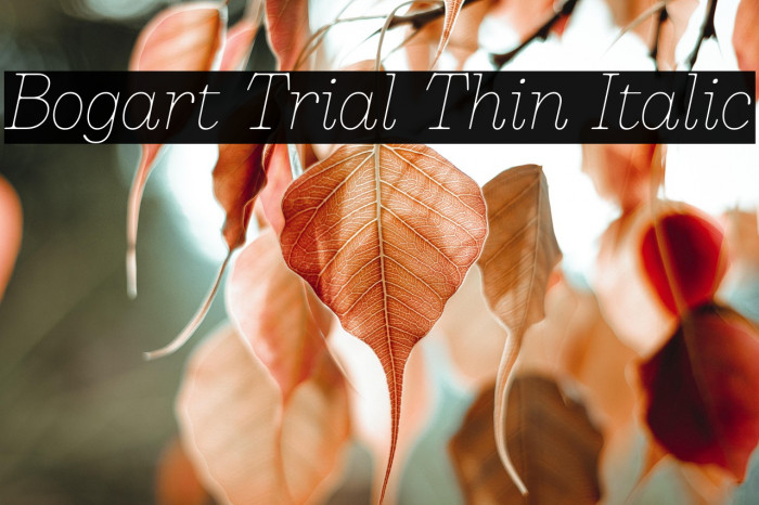 Bogart Trial Thin Italic Example 1