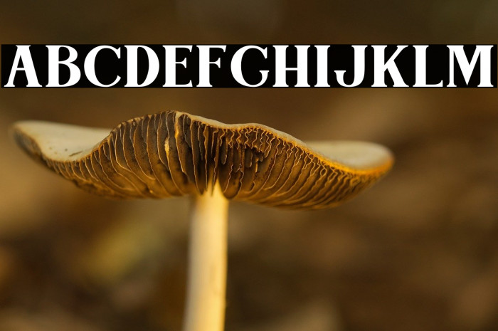 Bogota Bold Personal Use Example 1