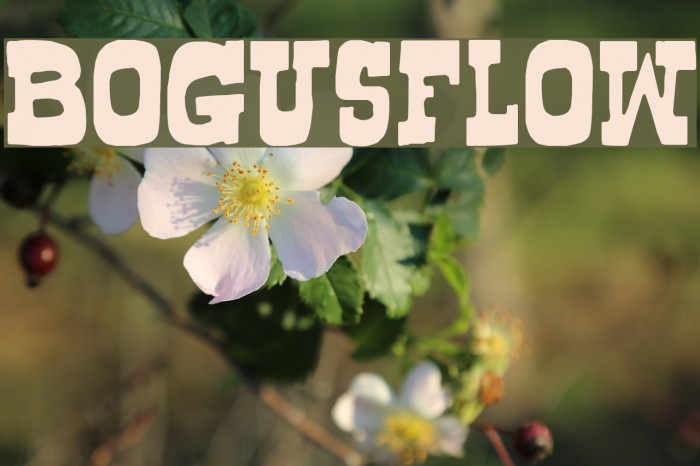 Bogusflow Font examples