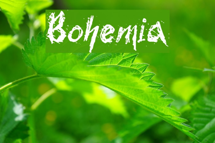 Bohemia Font examples