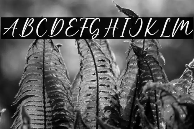 Bohemian Font examples