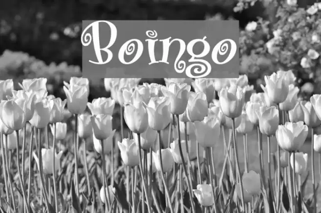 Boingo Fonte examples