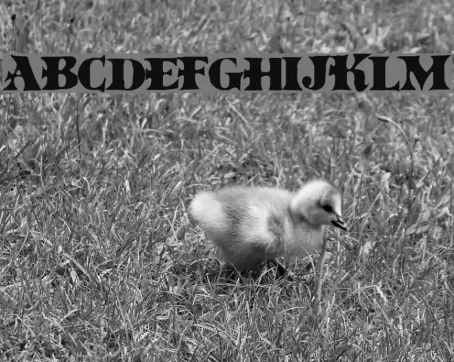 BoinkoMatic Schriftart examples