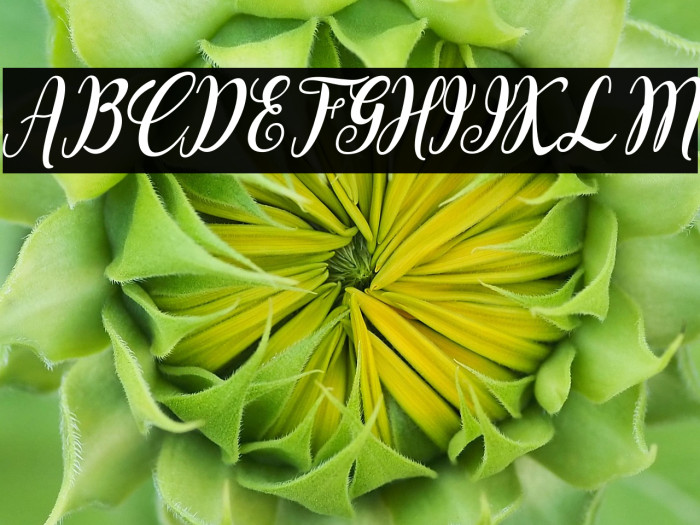 Bointang Cifoy Example 2