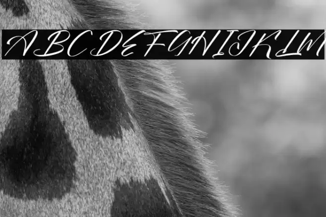 Bokeylan Qimghora DEMO VERSION Italic Caratteri examples