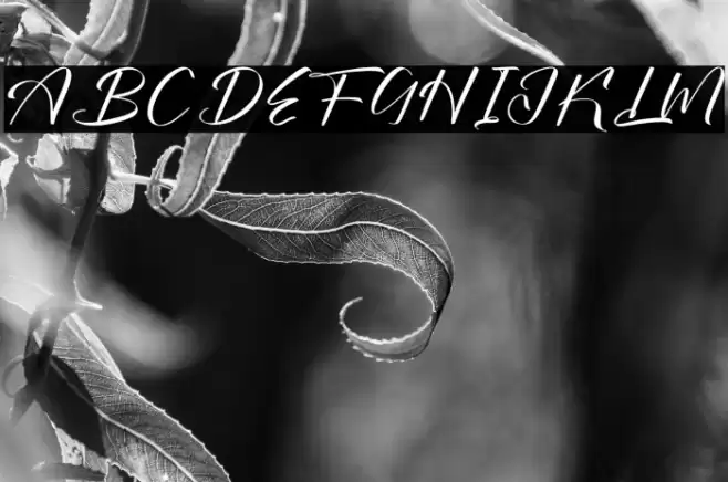 Bokeylan Qimghora DEMO VERSION Caratteri examples