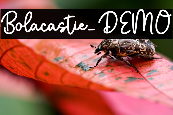 Bolacastie_DEMO Example 3