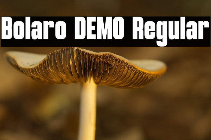 Bolaro DEMO Regular Example 1