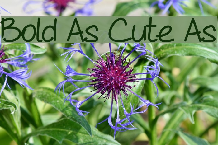 Bold As Cute As Caratteri examples