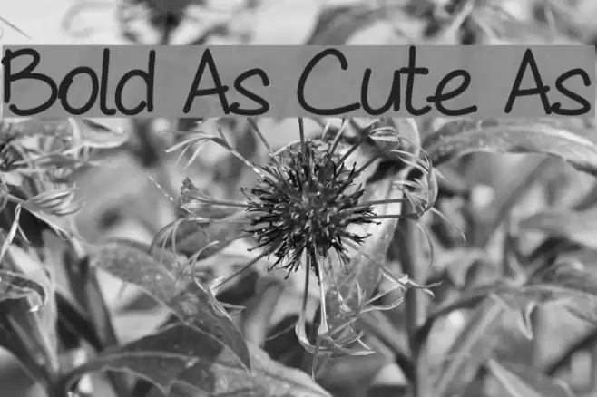 Bold As Cute As Caratteri examples