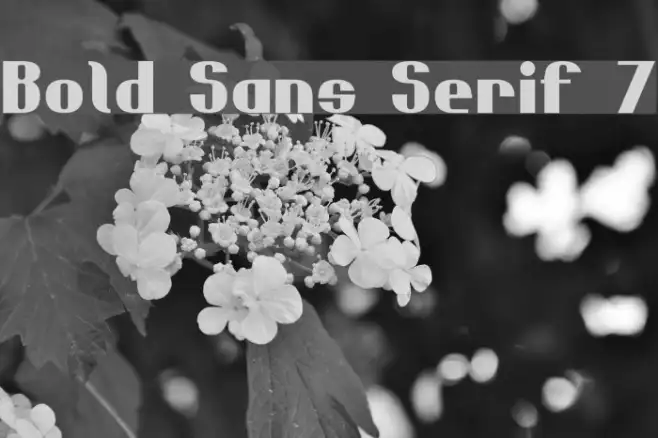 Bold Sans Serif 7 Example 3