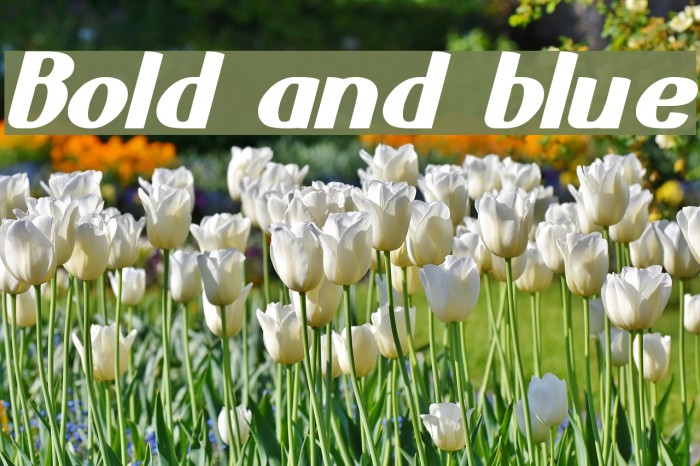Bold and blue Font examples