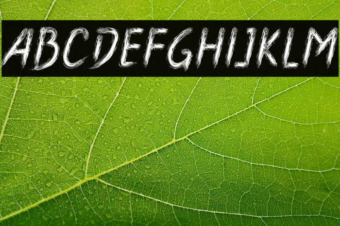 Boldace Brush Example 3