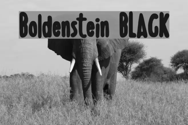 Boldenstein BLACK Font examples