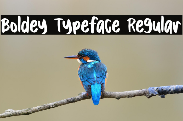 Boldey Typeface Regular Example 2