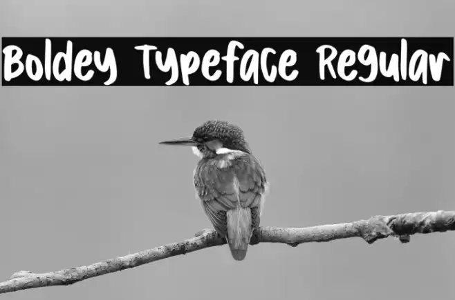 Boldey Typeface Regular Example 2