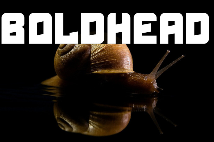 Boldhead Example 3