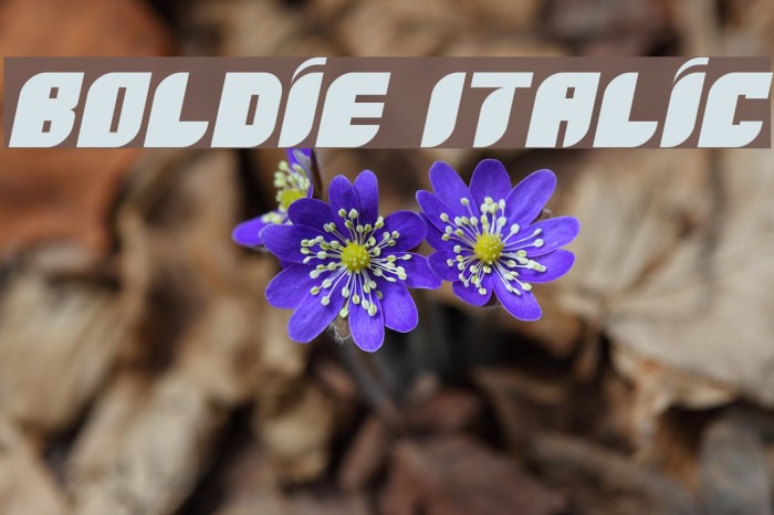 Boldie Italic Example 2